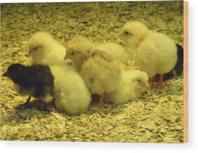 Baby Wood Print featuring the photograph Chicks by Laurel Best