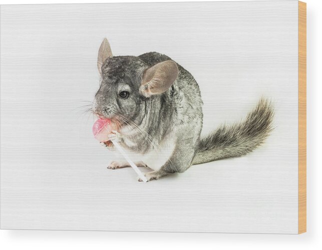 Ancestral Wood Print featuring the photograph Chinchilla with lollipop by Benny Marty