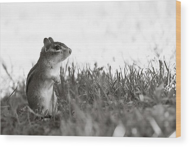 Chipmunk Wood Print featuring the photograph Chipmunk in Black and White by Edward Myers