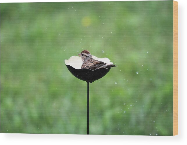 Chipping Sparrow Wood Print featuring the photograph Chipping Sparrow Bath by Jackson Pearson