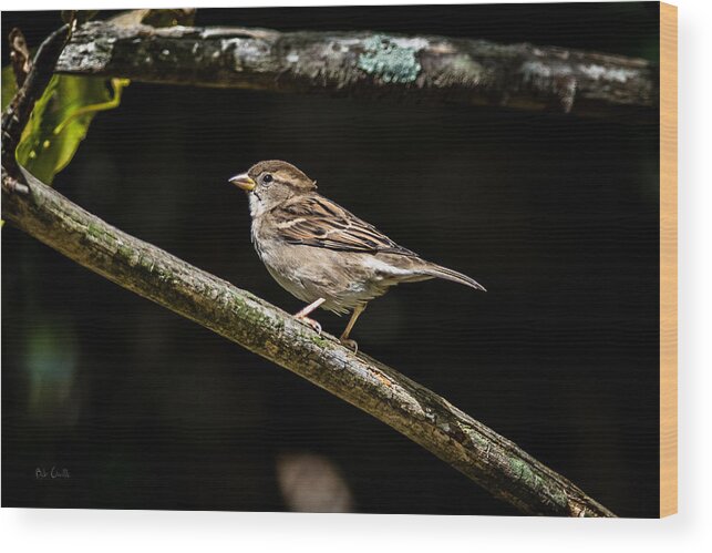 Sparrow Wood Print featuring the photograph Chipping Sparrow by Bob Orsillo