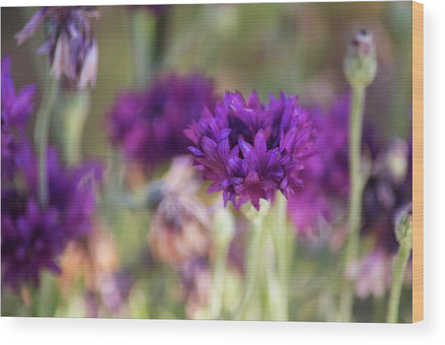 Purple Flowers Wood Print featuring the photograph Chive Blossoms by Bonnie Bruno