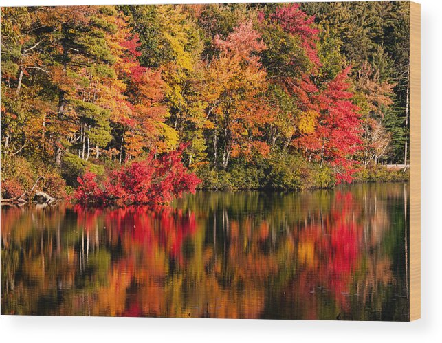 Little Pond Wood Print featuring the photograph Chocorua pond in fall foliage by Jeff Folger