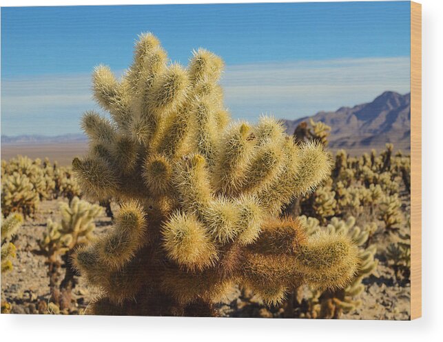  Joshua Wood Print featuring the photograph Cholla cactus by Asif Islam