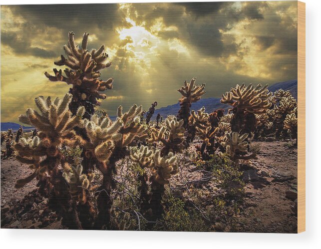 Art Wood Print featuring the photograph Cholla Cactus Garden bathed in Sunlight in Joshua Tree National Park by Randall Nyhof