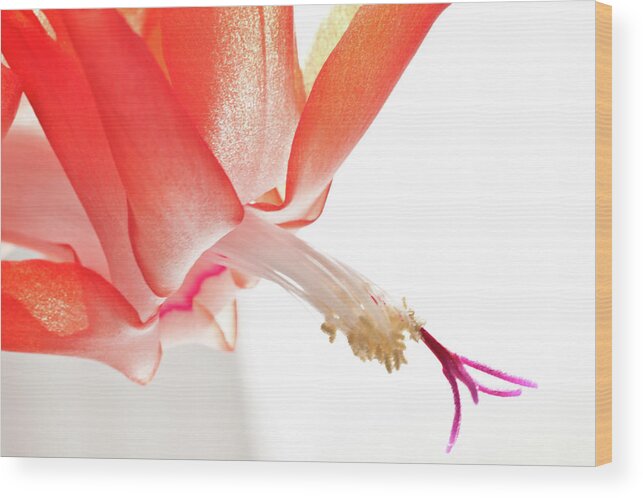 Art Wood Print featuring the photograph Christmas Cactus Flower by Christine Amstutz