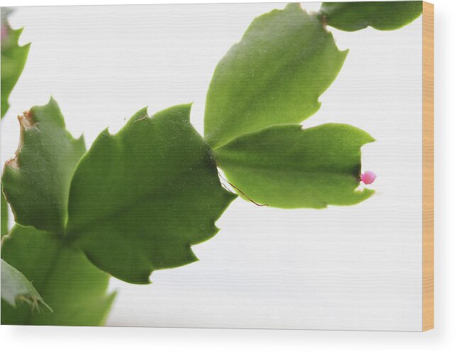 Cactus Wood Print featuring the photograph Christmas Cactus Green by Mary Bedy