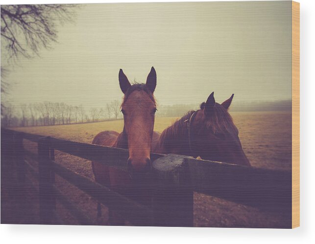 Horses Wood Print featuring the photograph Christmas Horses by Shane Holsclaw