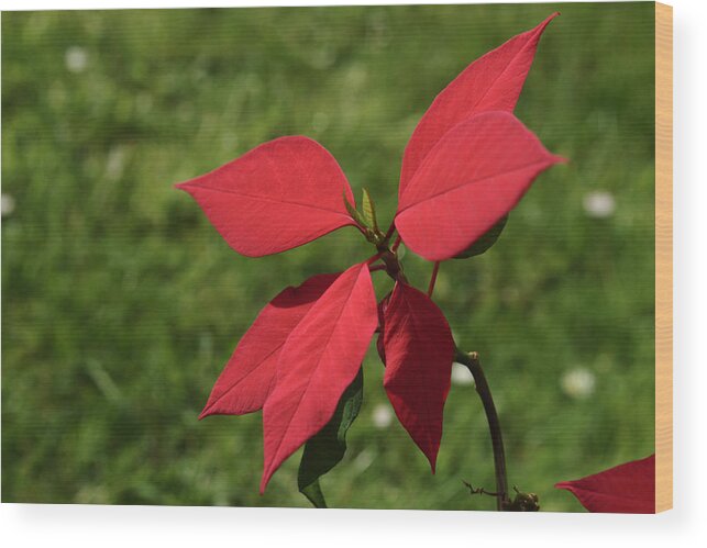 Flower Wood Print featuring the photograph Christmas Poinsettia by Adrian Wale