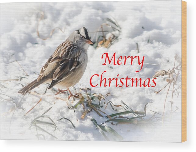 White-crowned Sparrow Wood Print featuring the photograph Christmas Sparrow by Holden The Moment