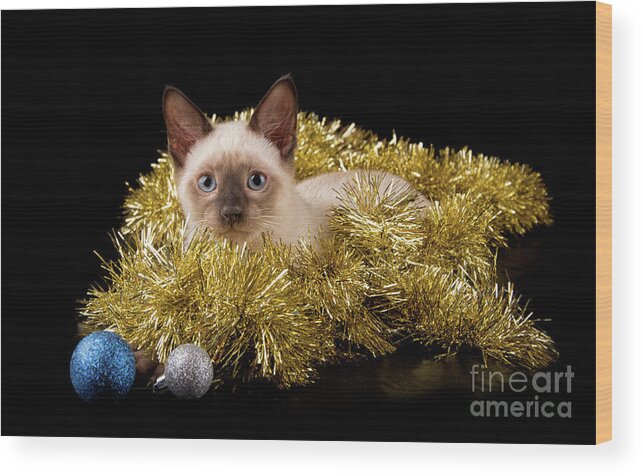 Blue Wood Print featuring the photograph Christmas Surprise by Sari ONeal