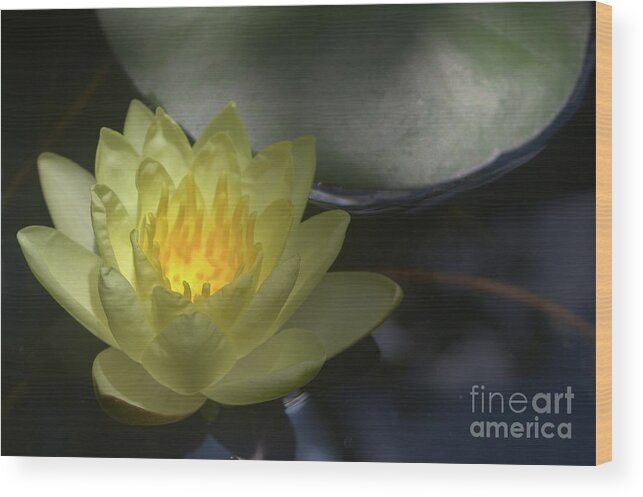 Water Wood Print featuring the photograph Chromatella Water Lily by Pete Trenholm