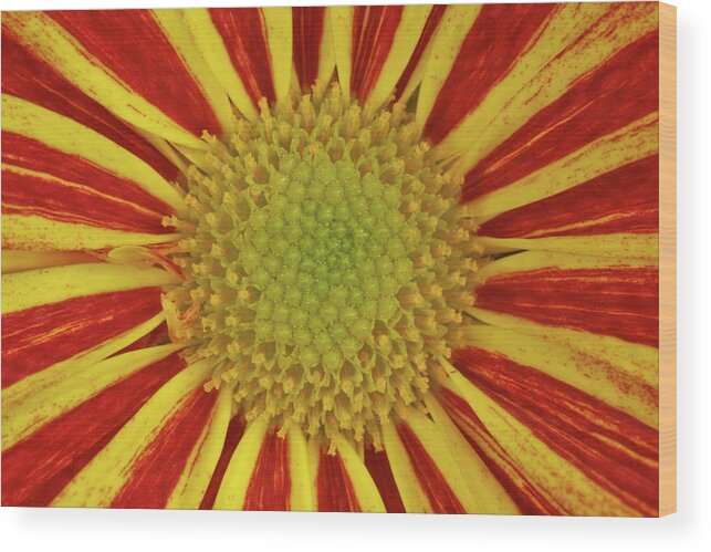 Flowers Wood Print featuring the photograph Chrysanthemum Close-up by Christine Amstutz