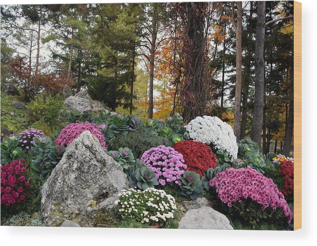 Chrysanthemums Wood Print featuring the photograph Chrysanthemums in the garden by Camelia C