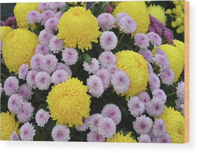 Chrysanthemum Wood Print featuring the photograph Chrysanthemum's by Terence Davis