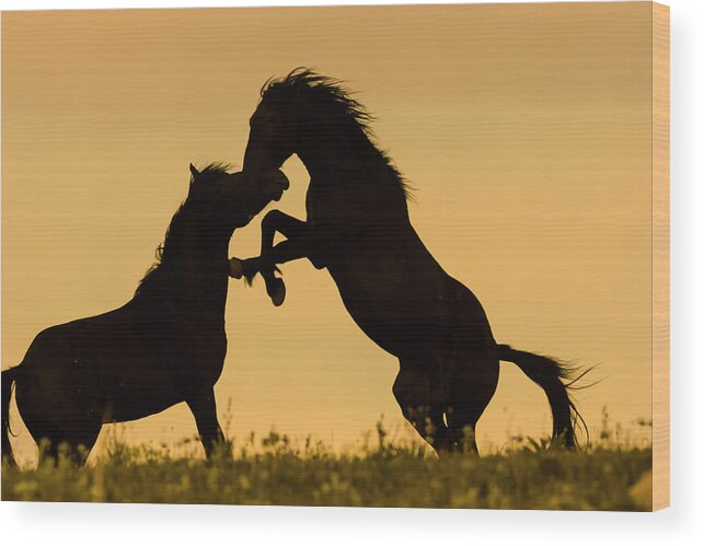 Mark Miller Photos Wood Print featuring the photograph Clash of Titans Wild Stallions by Mark Miller