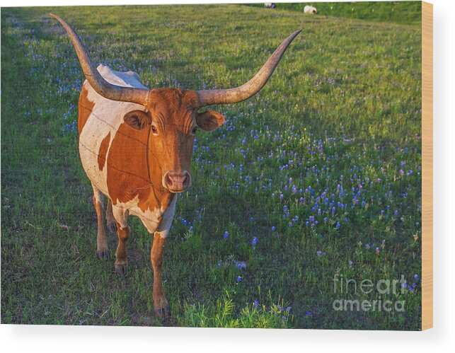 Classic Springtime In Texas Wood Print featuring the photograph Classic Spring Scene in Texas by Gary Holmes