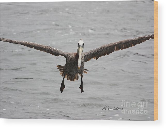 Pelican Wood Print featuring the photograph Cleared For Landing by Alison Salome