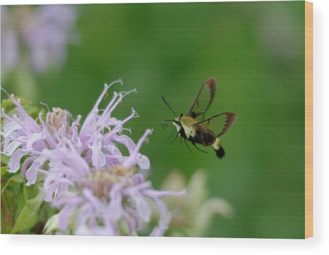 Moth Wood Print featuring the photograph Clearwing moth by Peter Ponzio