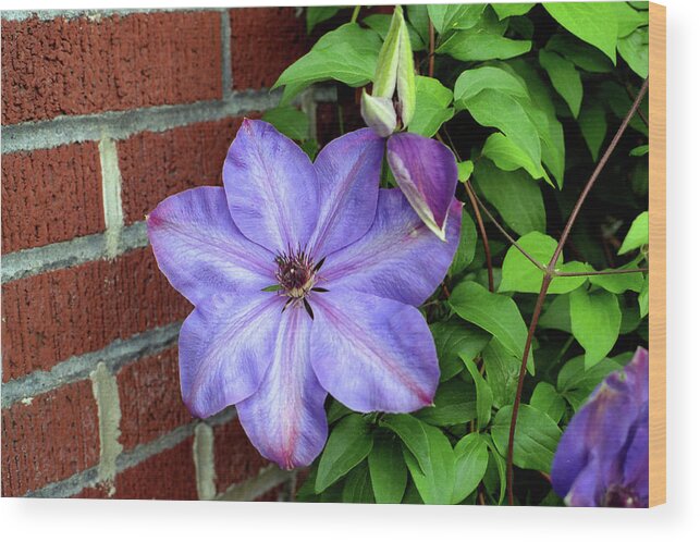 Flowers Wood Print featuring the photograph Clematis by Arthur Fix
