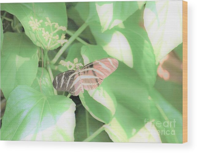 Cleveland Ohio Butterfly Wood Print featuring the photograph Cleveland Butterflies4 by Merle Grenz