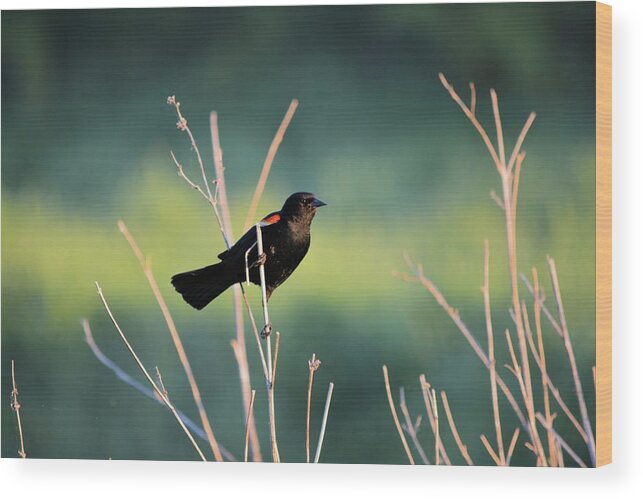 Blackbird Wood Print featuring the photograph Clinging Redwing by Bonfire Photography