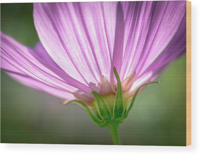 Daisy Wood Print featuring the photograph Close Enough to a Daisy by Celso Bressan