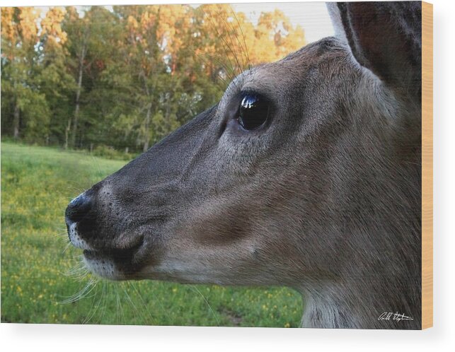 Deer Wood Print featuring the photograph Close Up by Bill Stephens