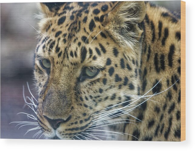 Leopard Wood Print featuring the photograph Close up of Leopard by Peter Ponzio