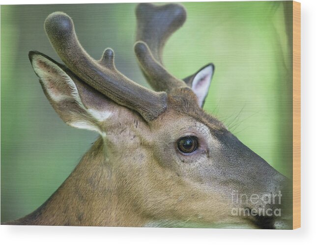Whitetail Deer Wood Print featuring the photograph Close up of whitetail deer buck with velvet antlers by Dan Friend