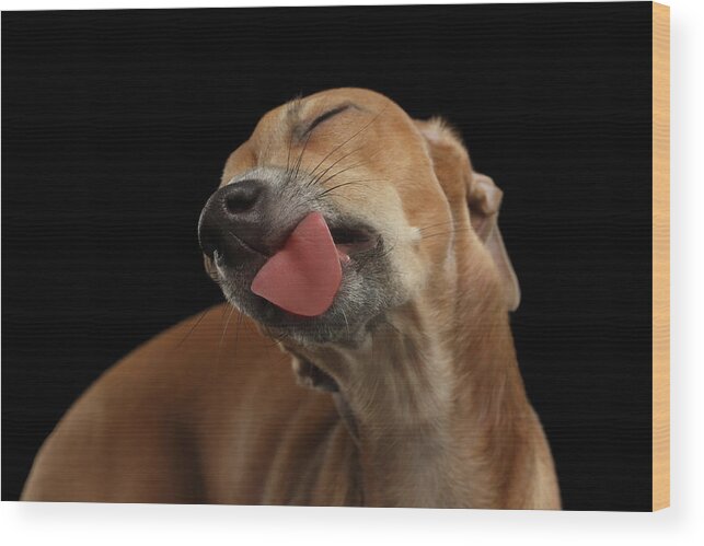Greyhound Wood Print featuring the photograph Closeup Cute Italian Greyhound Dog Licked with pleasure isolated Black by Sergey Taran