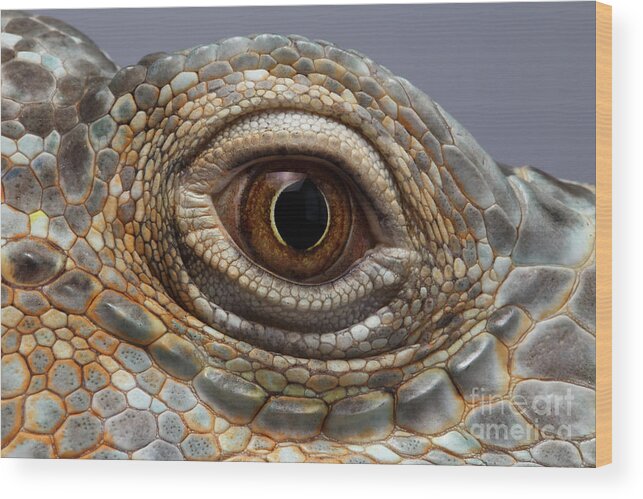 Iguana Wood Print featuring the photograph Closeup Eye of Green Iguana by Sergey Taran