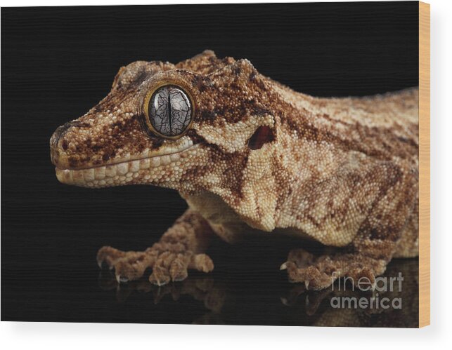 Reptile Wood Print featuring the photograph Closeup Gargoyle Gecko, Rhacodactylus auriculatus in profile, staring Isolated on black background. by Sergey Taran