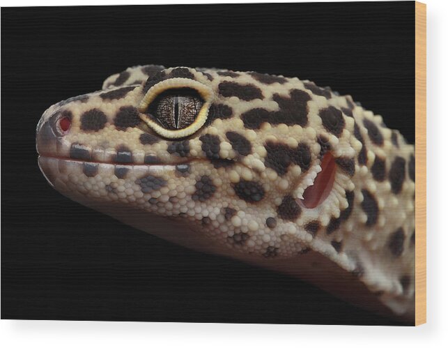 Closeup Wood Print featuring the photograph Closeup head of Leopard Gecko Eublepharis macularius Isolated on Black Background by Sergey Taran