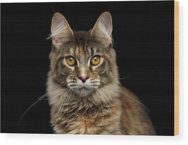 Cat Wood Print featuring the photograph Closeup Maine Coon Cat Portrait Isolated on Black Background by Sergey Taran