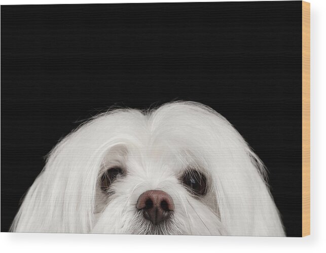 Maltese Wood Print featuring the photograph Closeup Nosey White Maltese Dog Looking in Camera isolated on Black background by Sergey Taran