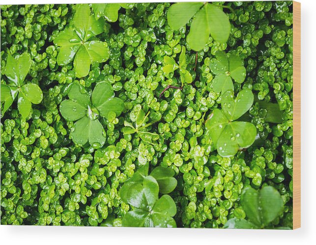 Lush Vegetation Wood Print featuring the photograph Lush Green Soothing Organic Sense by John Williams