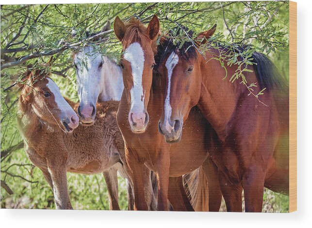 Mesa Wood Print featuring the photograph Closeup of Herd of Four Wild Horses by Good Focused