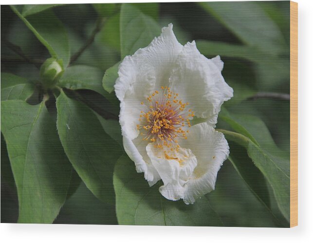 Flower Wood Print featuring the photograph Closeup of White Flower by Allen Nice-Webb