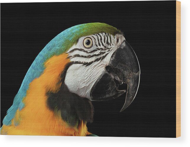 Macaw Wood Print featuring the photograph Closeup Portrait of a Blue and Yellow Macaw Parrot Face Isolated on Black Background by Sergey Taran