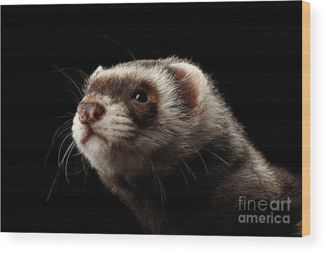 Ferret Wood Print featuring the photograph Ferret by Sergey Taran