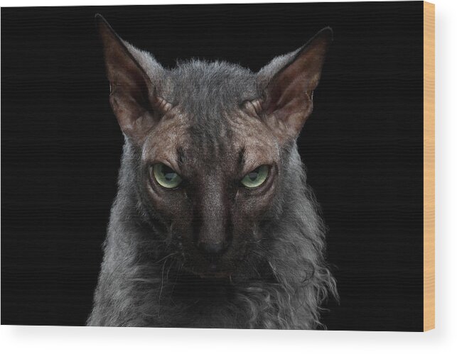Werewolf Wood Print featuring the photograph Closeup Werewolf Sphynx Cat Angry Looking in Camera Isolated Black by Sergey Taran