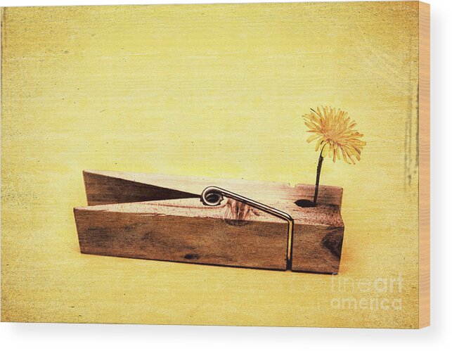 Vintage Wood Print featuring the photograph Clothespins and dandelions by Jorgo Photography