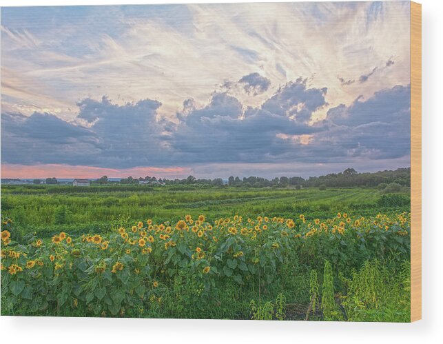 Landscapes Wood Print featuring the photograph Clouds and Sunflowers by Angelo Marcialis