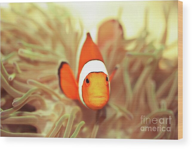 Fish Wood Print featuring the photograph Clownfish by MotHaiBaPhoto Prints