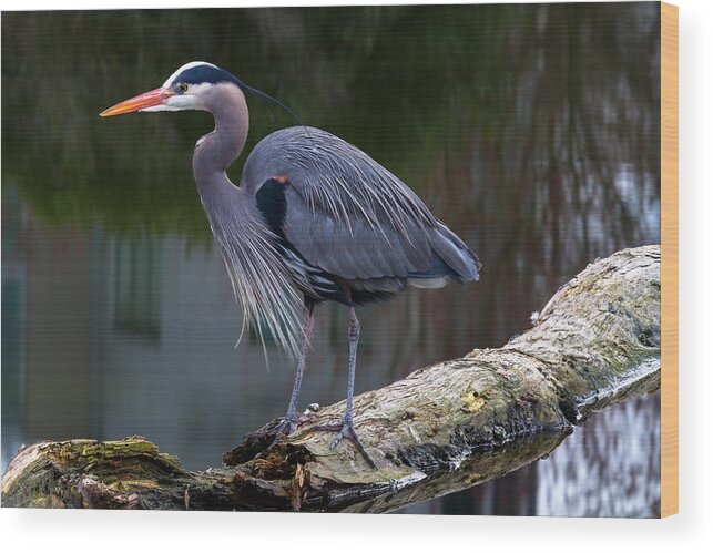 Adult Wood Print featuring the photograph Coal Harbour Heron by Michael Russell Adult Wood Print featuring the photograph Coal Harbour Heron by Michael Russell