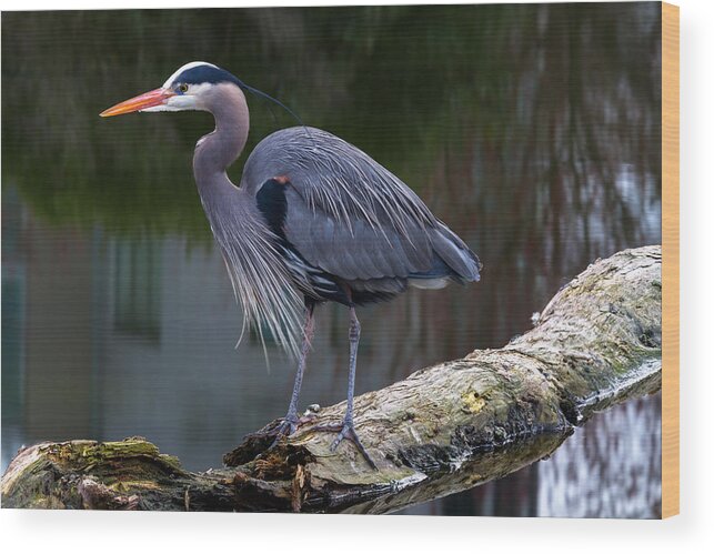 Adult Wood Print featuring the photograph Coal Harbour Heron by Michael Russell