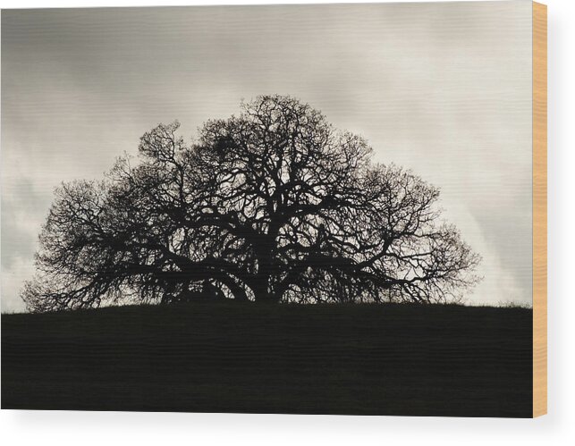 Darin Volpe Nature Wood Print featuring the photograph Coast Live Oak - Creston California by Darin Volpe