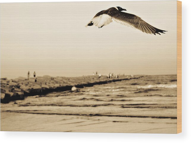 Bird Wood Print featuring the photograph Coastal Bird in Flight by Marilyn Hunt