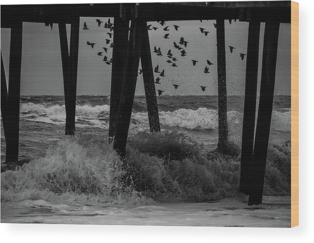 Bird Wood Print featuring the photograph Coastal Movements by Nicole Lloyd